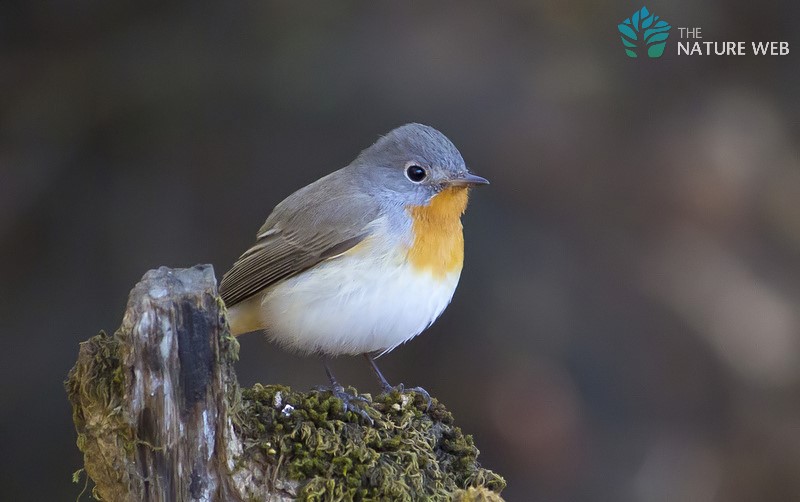 Red-breasted Flycatcher